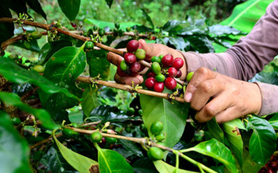 Exportaciones de café salvadoreño hacia Corea del Sur aumentan en un 62.5%