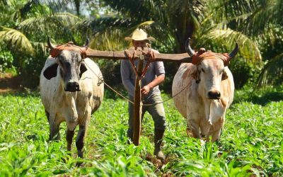 72 productores de La Unión se graduaron por medio del programa de FAO
