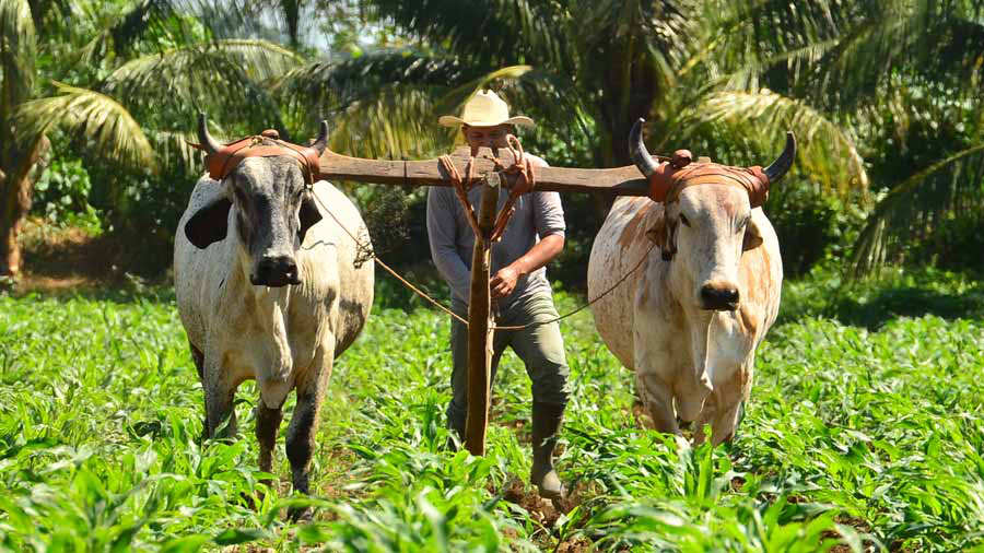 72 productores de La Unión se graduaron por medio del programa de FAO