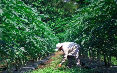 Modelos mixtos, la nueva apuesta de los agricultores salvadoreños