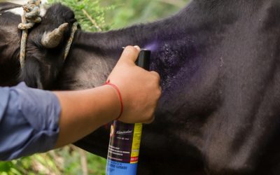 MAG confirma disponibilidad de insumos contra gusano barrenador