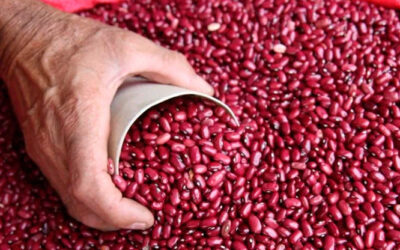 MAG verifica precios en la comercialización del frijol