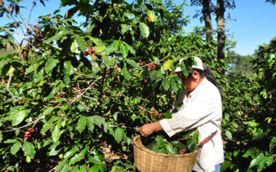 MAG brinda capacitación técnica a agricultores salvadoreños